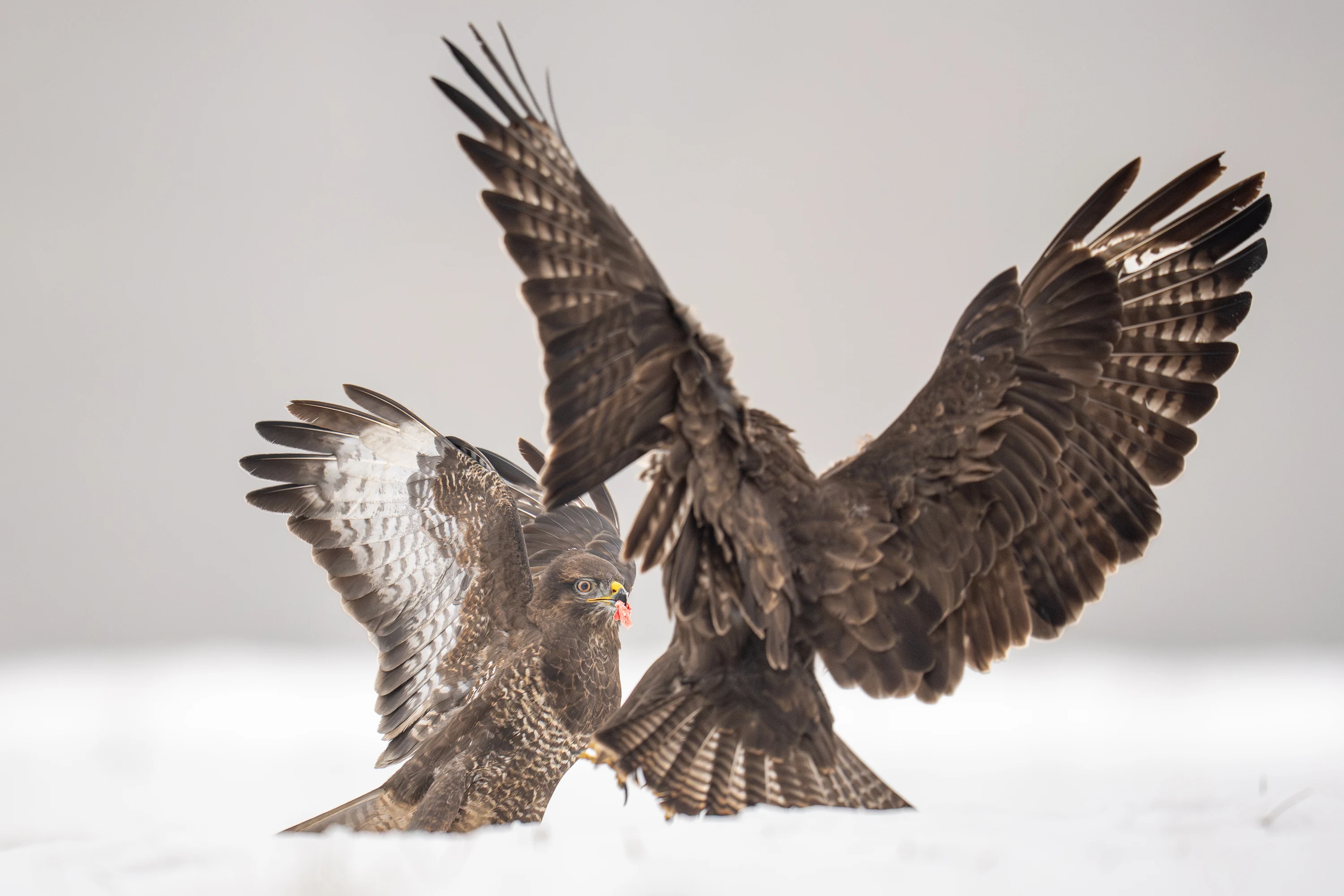 Warmia Elite Wildlife Photography gallery image 10